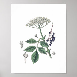Elderberry Bush Flower White & Green Botany Poster