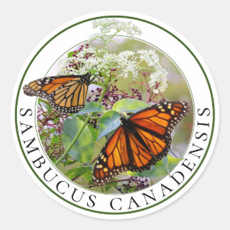 Elderberry Sambucus and Monarch Butterfly Classic Round Sticker