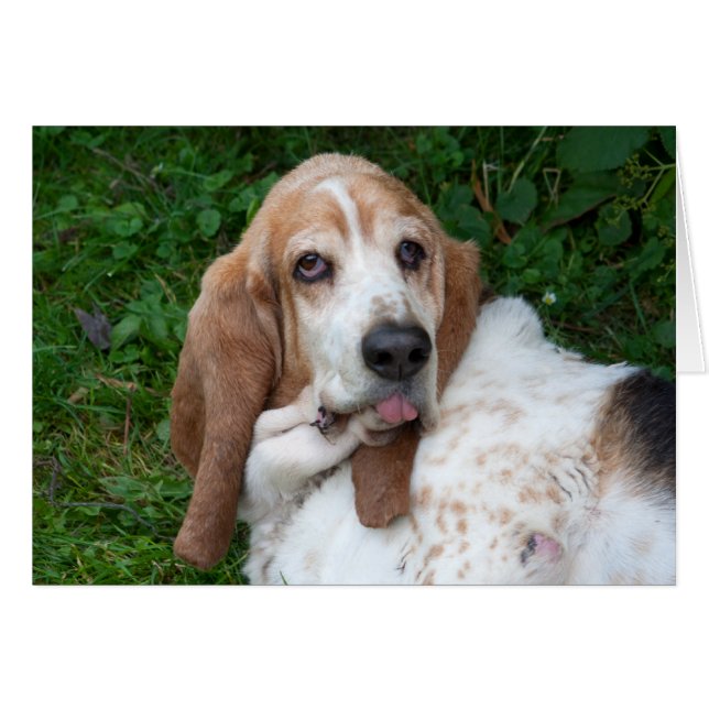 Elderly Basset (Front Horizontal)