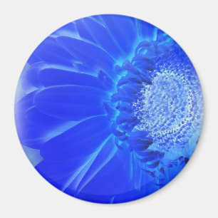 electric blue gerbera magnet