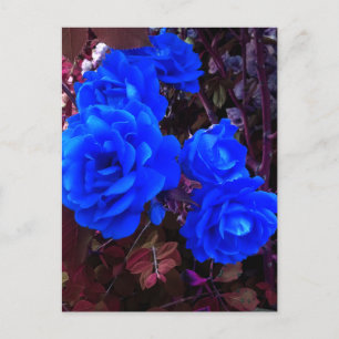 Electric blue Roses  Holiday Postcard