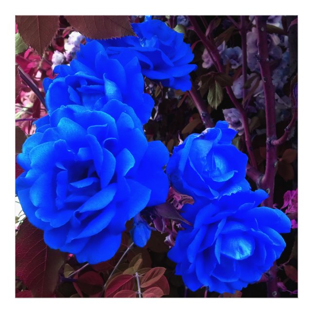 Electric blue Roses  Photo Print (Front)