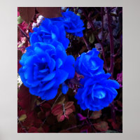 Electric blue Roses