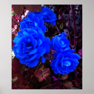 Electric blue Roses Poster