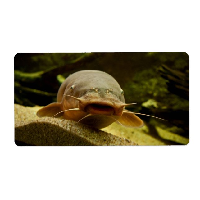 Electric catfish (Front)