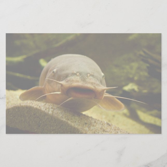 Electric catfish stationery (Front)