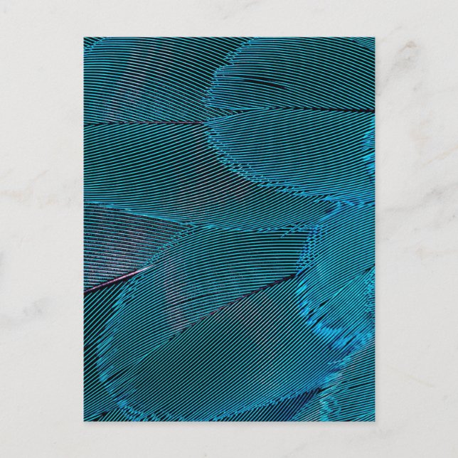 electric feathers postcard (Front)