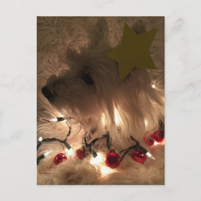 Electric Light Westie Postcard (Front)