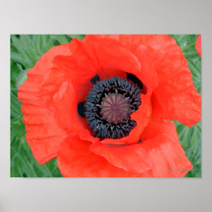 Electric Poppy Poster
