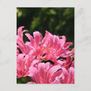 Electric Surprise Lilies Postcard
