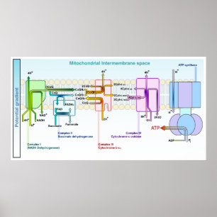Electron Chain Mitonchondrial Intermembrane Space Poster