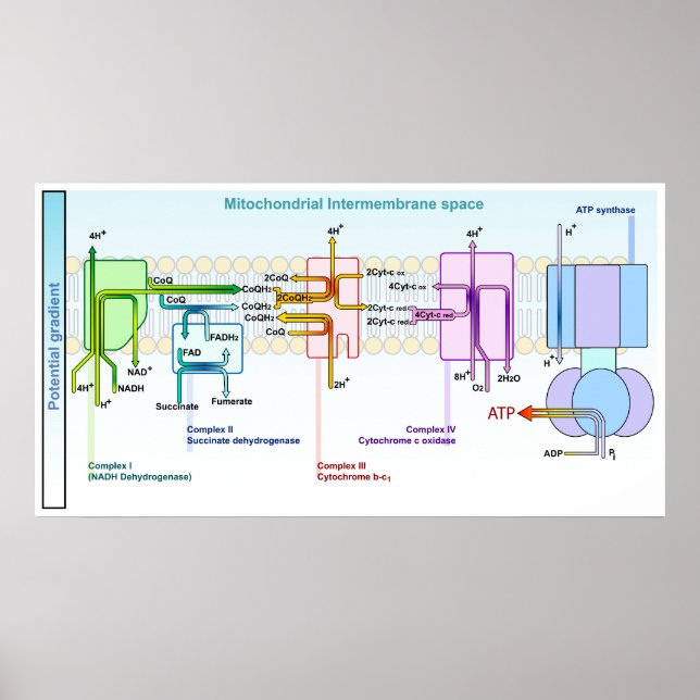 Electron Chain Mitonchondrial Intermembrane Space Poster (Front)