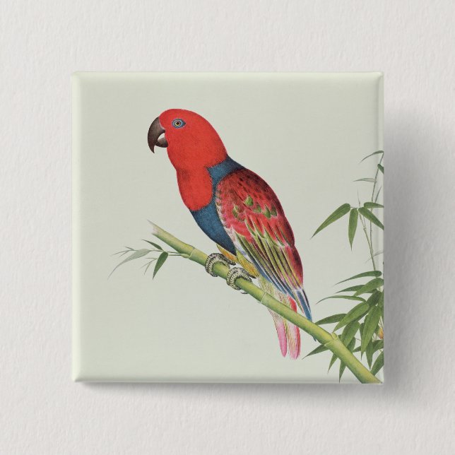 Electus Parrot, on a bamboo shoot 15 Cm Square Badge (Front)