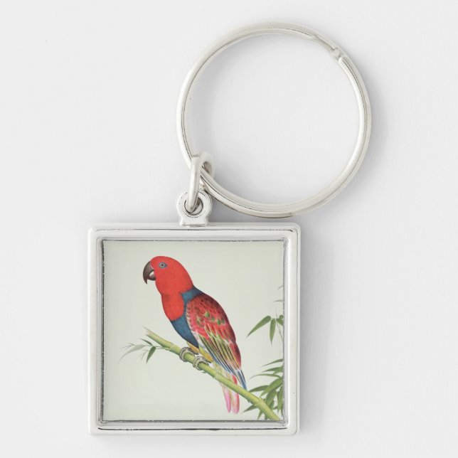 Electus Parrot, on a bamboo shoot Key Ring (Front)
