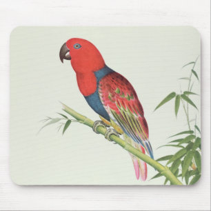 Electus Parrot, on a bamboo shoot Mouse Pad