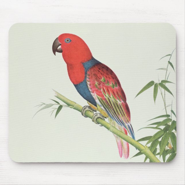 Electus Parrot, on a bamboo shoot Mouse Pad (Front)