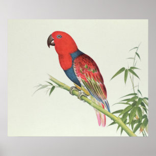 Electus Parrot, on a bamboo shoot Poster