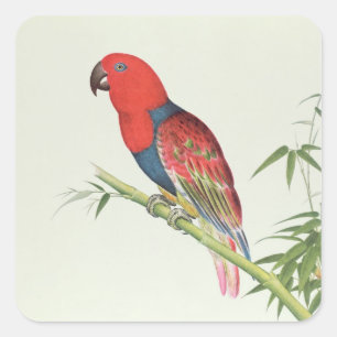 Electus Parrot, on a bamboo shoot Square Sticker