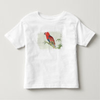 Electus Parrot, on a bamboo shoot