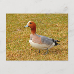 Elegance Postcard