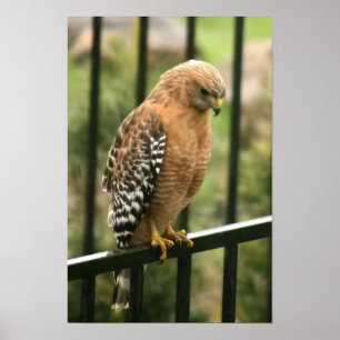 "Elegance" Red Shouldered Hawk Poster