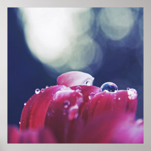 Elegant Abstract Raindrops on Pink Flower Petals Poster