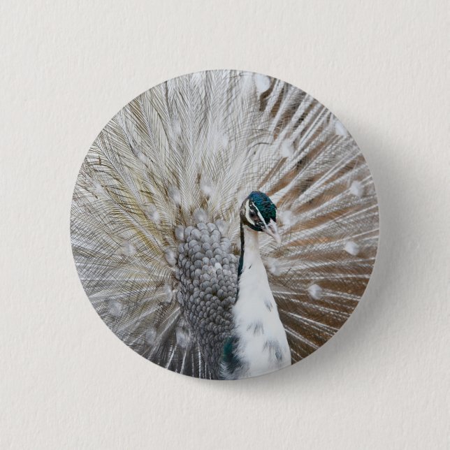 Elegant Albino Peacock 6 Cm Round Badge (Front)