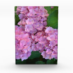 Elegant and Rustic Hortensia Hydrangea macrophylla Photo Block