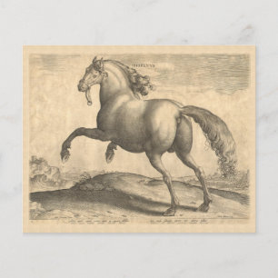 Elegant Antique Engraving of Spanish Horse Flyer