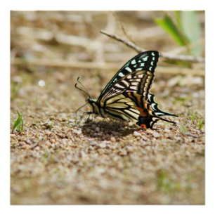 Elegant Asian Swallowtail Butterfly - Detailed Mac Poster