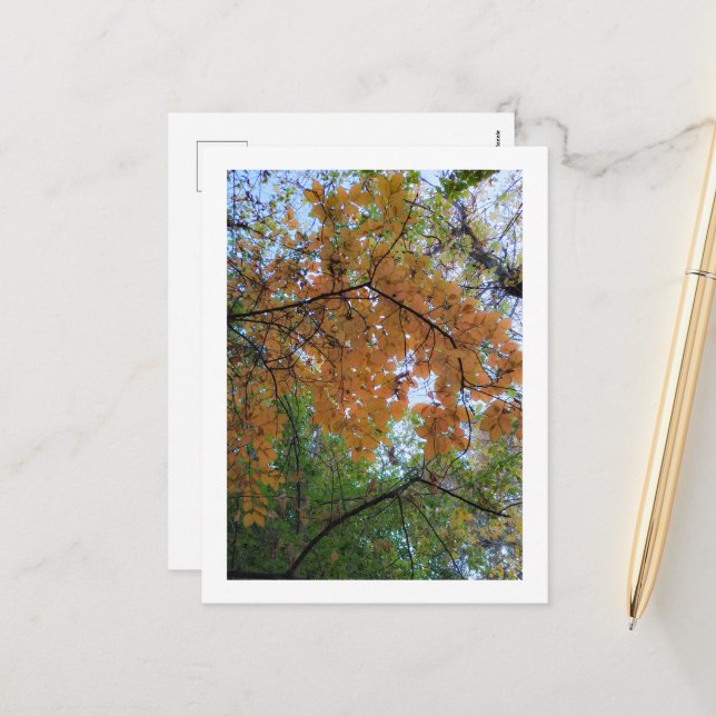Elegant Autumn Holiday Postcard (Front/Back In Situ)