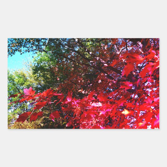 Elegant Autumn trees red pink leaves  Rectangular Sticker (Front)