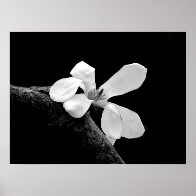 Elegant Black and White Magnolia Poster (Front)