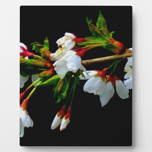 Elegant Black White flowering white Blossom Plaque (Front)