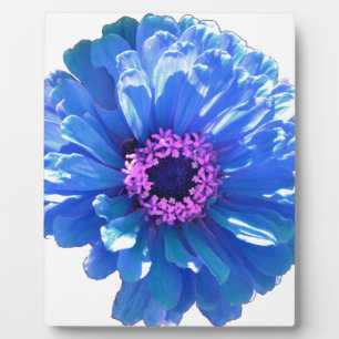 Elegant blue floral blue daisy plaque