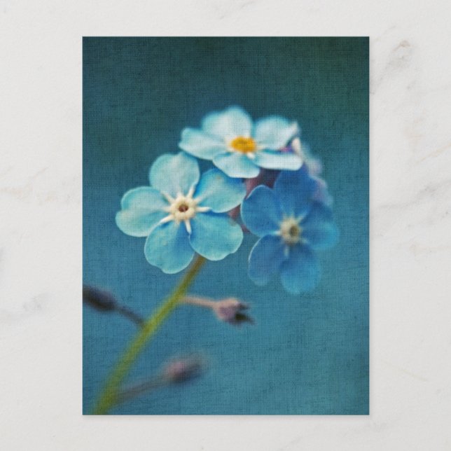 Elegant Blue Flowers Forget me not  Postcard (Front)