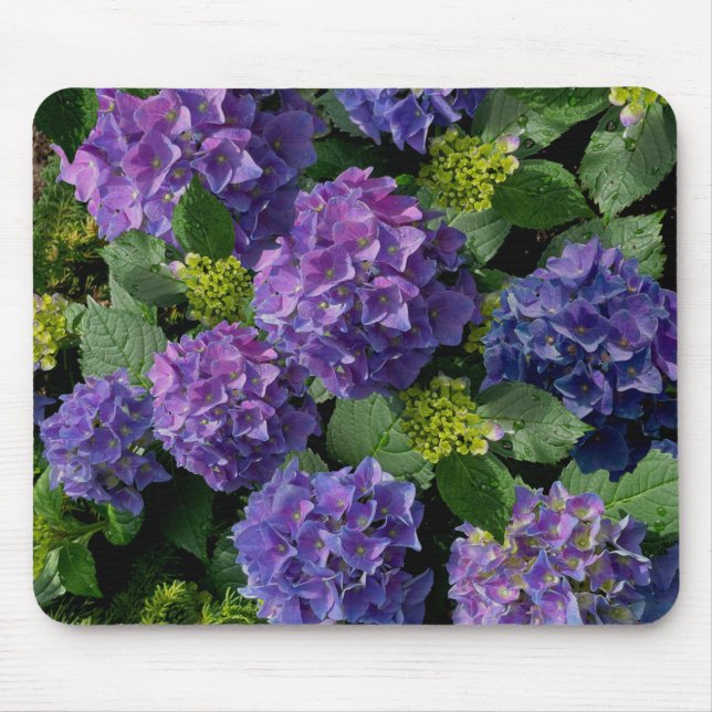 Elegant blue purple magenta green floral hydrangea mouse pad (Front)