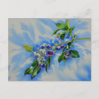 Elegant Blueberry watercolor painting Postcard