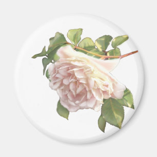 Elegant blushing pink white florals roses magnet