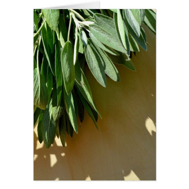 Elegant botanical green herbs leaves sage (Front)