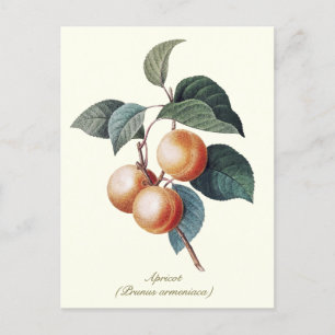 Elegant Botanical Vintage Apricot Fruit Postcard