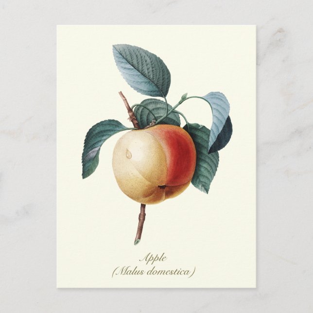 Elegant Botanical Vintage Apricot Fruit Postcard (Front)
