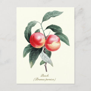 Elegant Botanical Vintage Peach Fruit Postcard