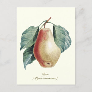 Elegant Botanical Vintage Pear Fruit Postcard