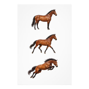 Elegant Brown Horse Wall Art Poster