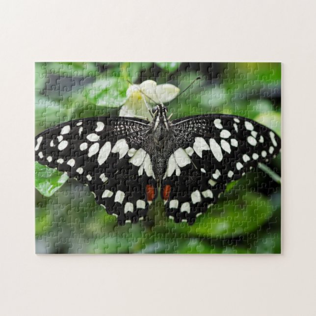 Elegant Butterfly Jigsaw Puzzle (Horizontal)