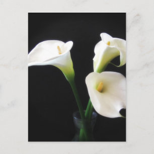 Elegant Calla Lily Flowers 12 Postcard