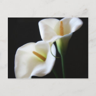 Elegant Calla Lily Flowers 13 Postcard