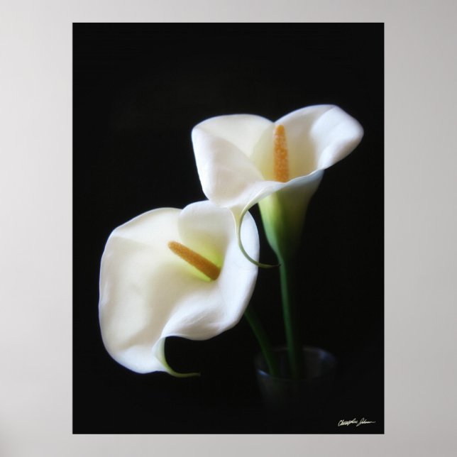 Elegant Calla Lily Flowers 13 Poster (Front)