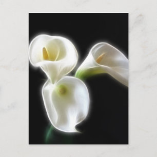 Elegant Calla Lily Flowers 6 Modern Postcard